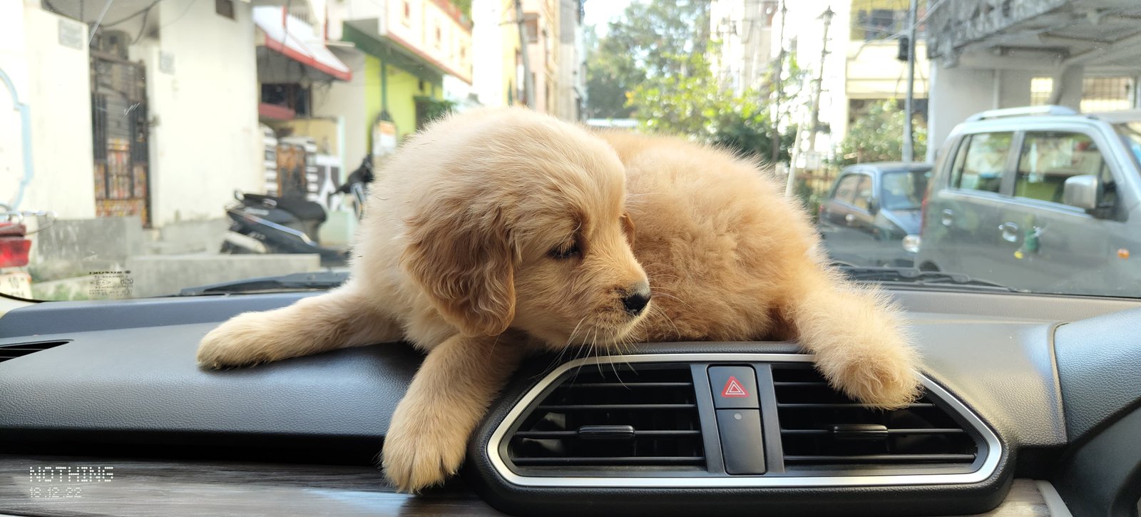 Golden retriever puppies for sale